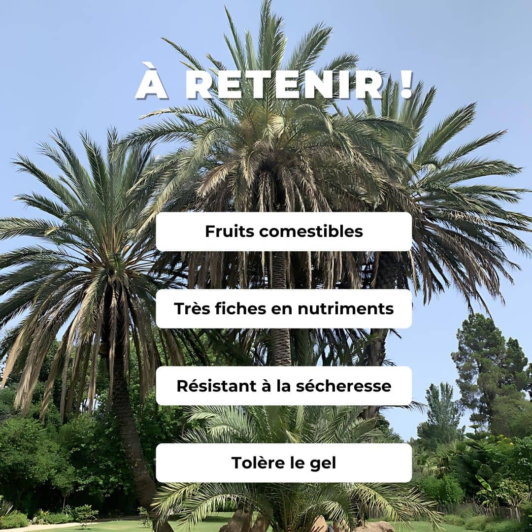 Comment semer des graines de palmier dattier phoenix dactylifera deglet nour