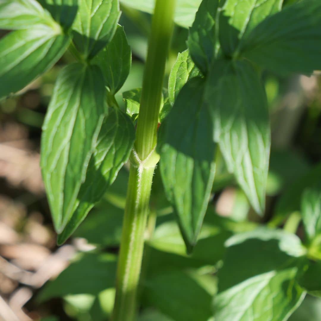 Comment semer des graines de valériane officinale monde vegetal