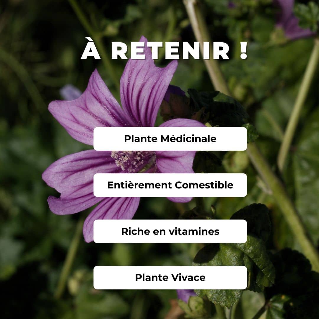 Comment semer et cultiiver des graines de Mauve Sylvestre Malva sylvestris monde végétal