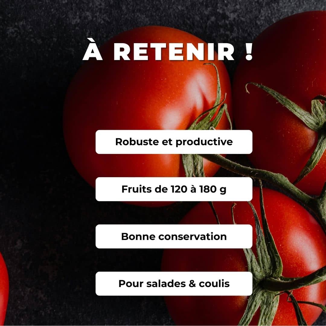 Comment semer et cultiver GRAINES tomate saint pierre solanum lycopersicum monde végétal