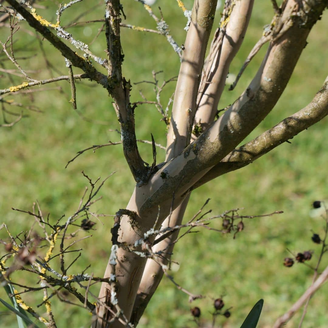 Comment semer et cultiver du Lagerstroemia indica lilas des indes