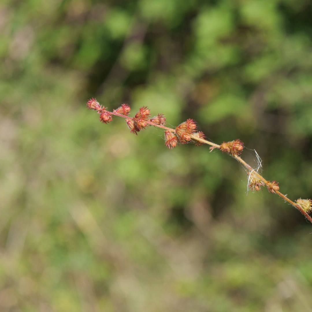 Comment semer et cultiver l'Agrimonia eupatoria monde vegetal