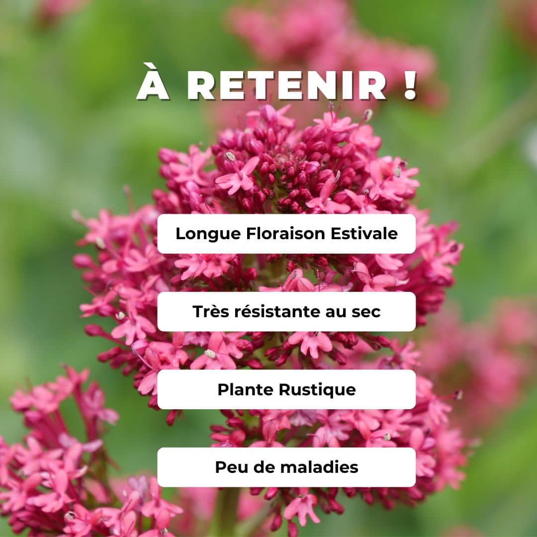 Comment semer et cultiver la Centranthe Rouge Valériane Rouge avec monde végétal