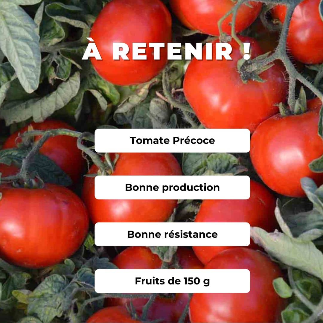Comment semer et cultiver la Tomate Betalux monde végétal