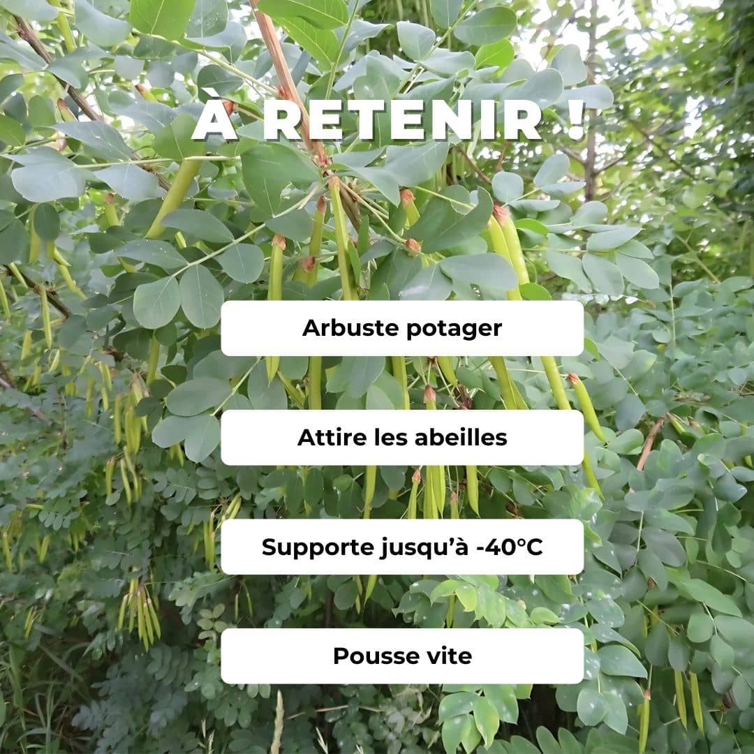Comment semer et cultiver le Caraganier de Sibérie et manger ses fruits monde végétal