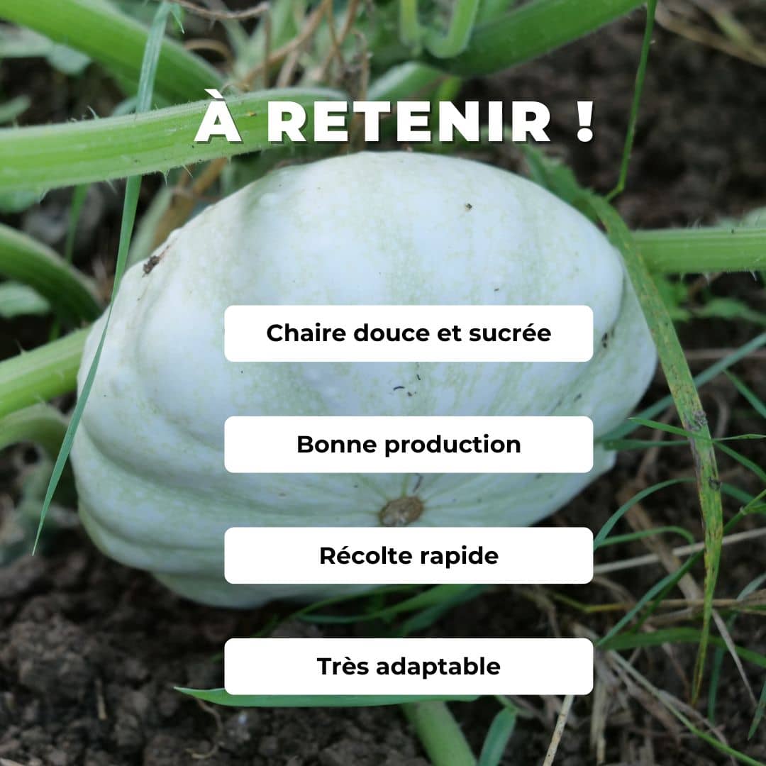 Comment semer et cultiver le Patisson blanc Custard White