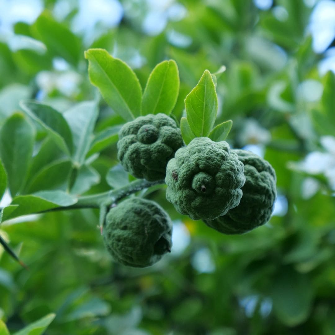 Comment semer et cultiver le Poncirus trifoliata monde vegetal