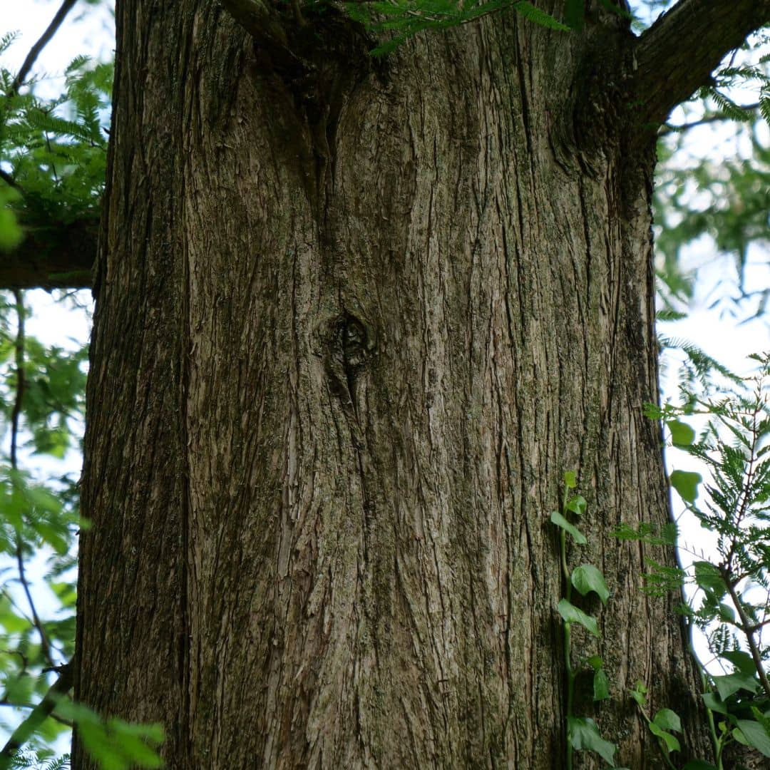 Comment semer et cultiver le metasequoia monde vegetal