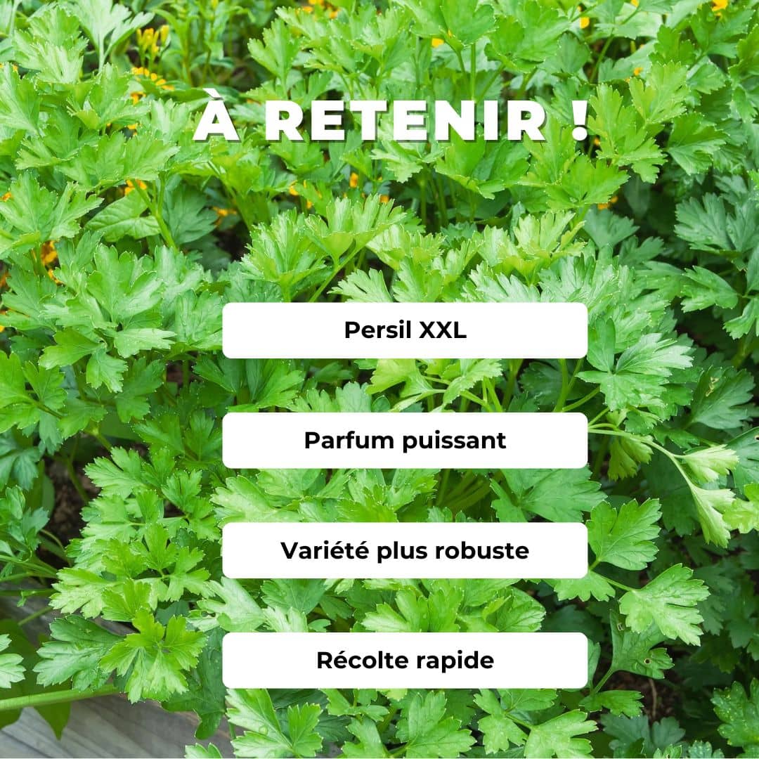 Comment semer et récolter le persil plat géant d'italie monde végétal