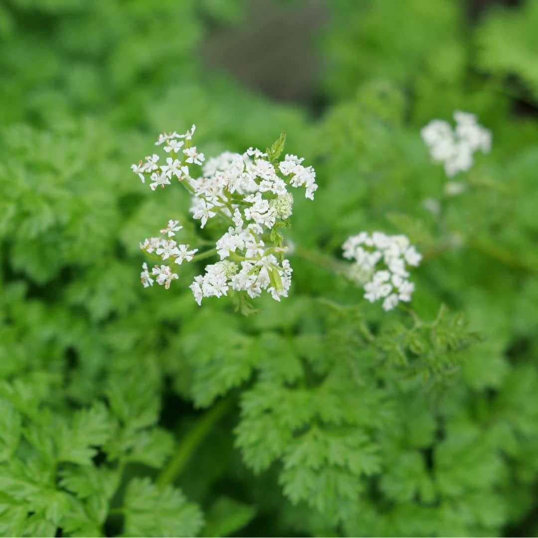 Comment semer le Cerfeuil commun monde vegetal