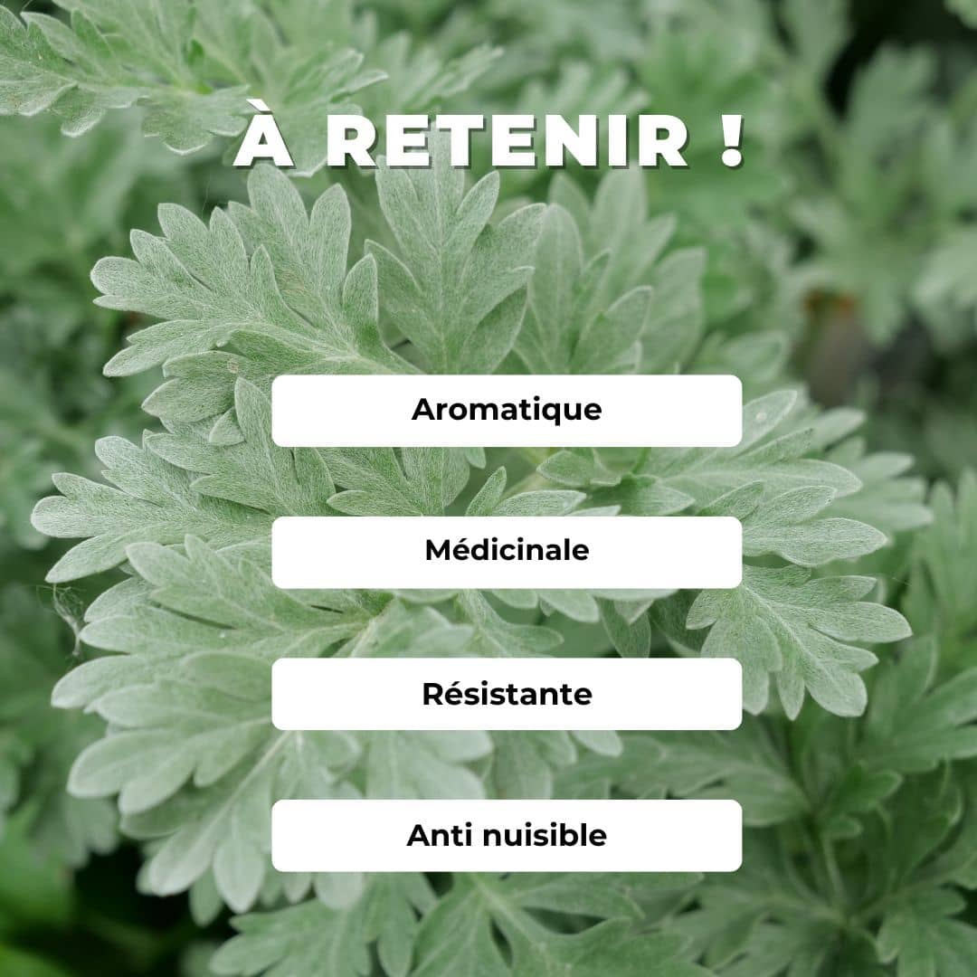 Comment cultiver et utiliser l'Absinthe