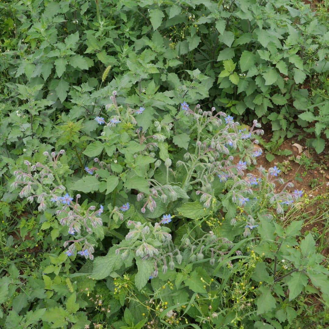 Comment semer et cultiver la bourrache au jardin monde végétal