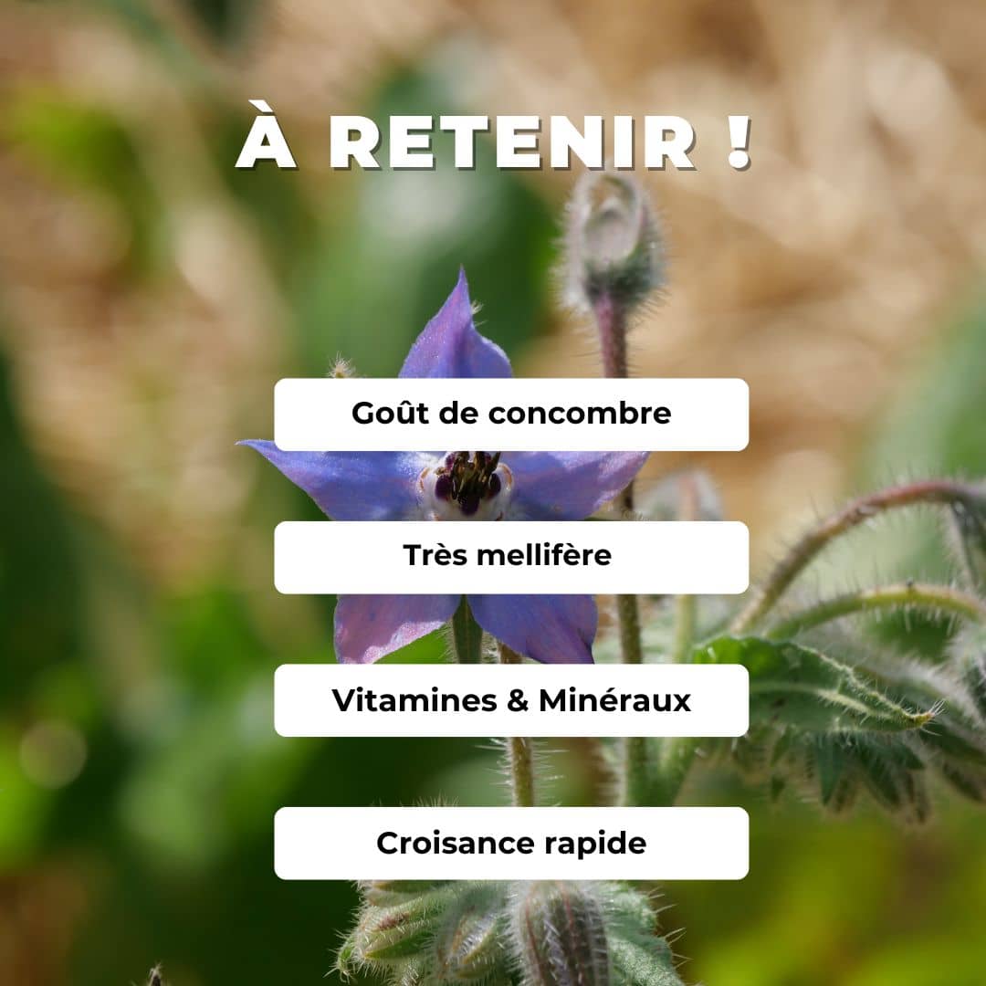 Comment semer et cultiver la bourrache officinale plante pour les abeilles monde végétal
