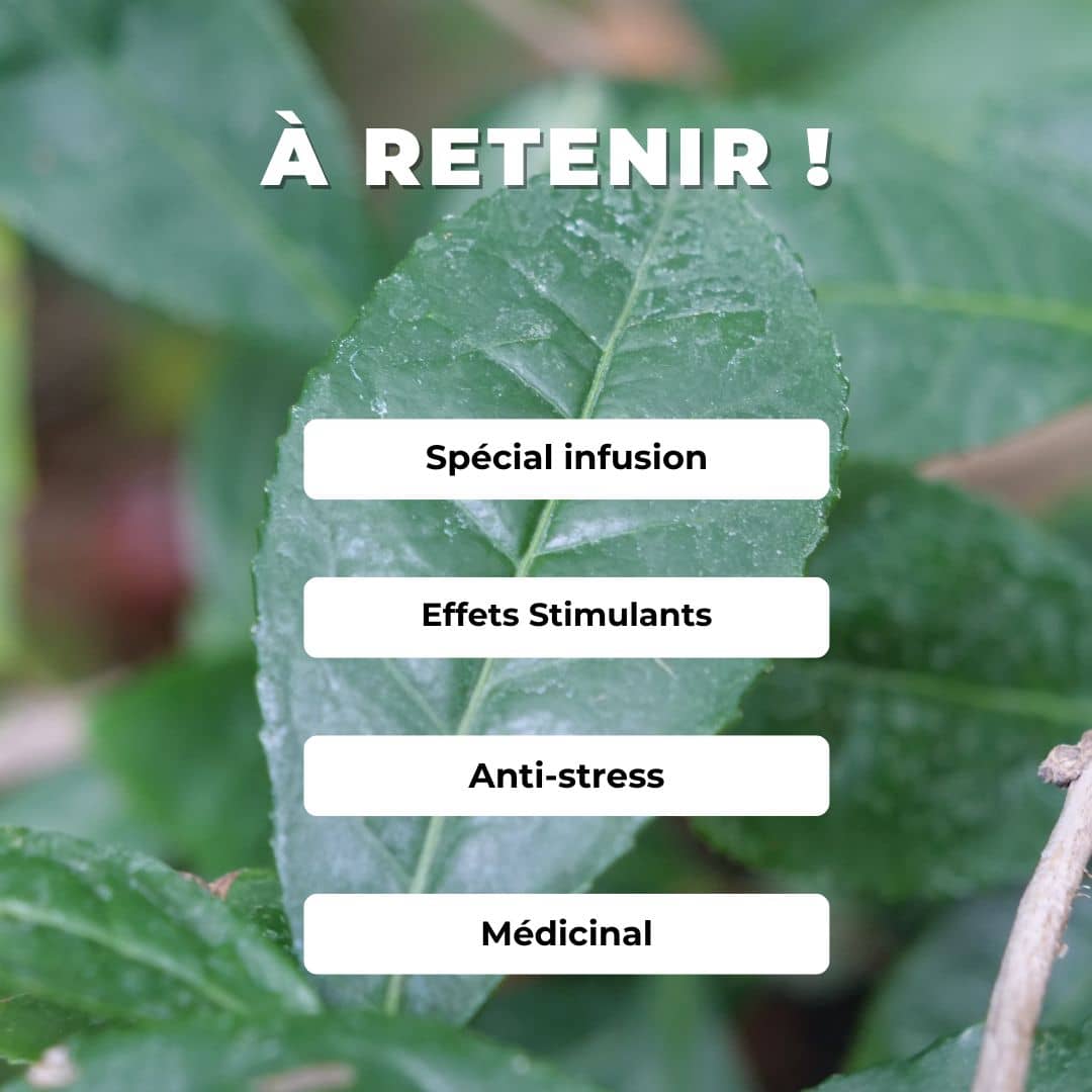 Comment semer et cultiver le thé camelia sinensis plantes aromatiques rares monde végétal