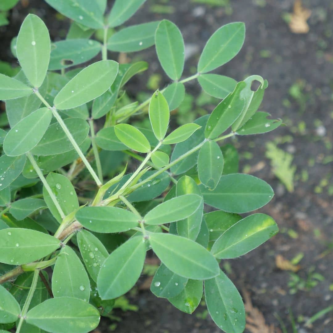 Cultiver vos graines d'arachis hypogaea monde vegetal