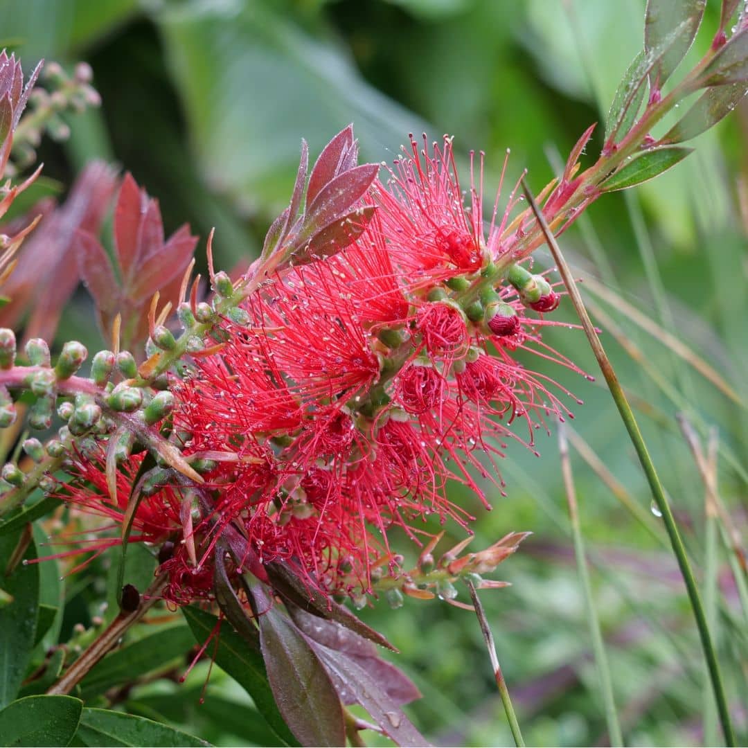 Cultiver vos graines de Callistemon citrinus rince bouteille et ses belles fleurs estivales