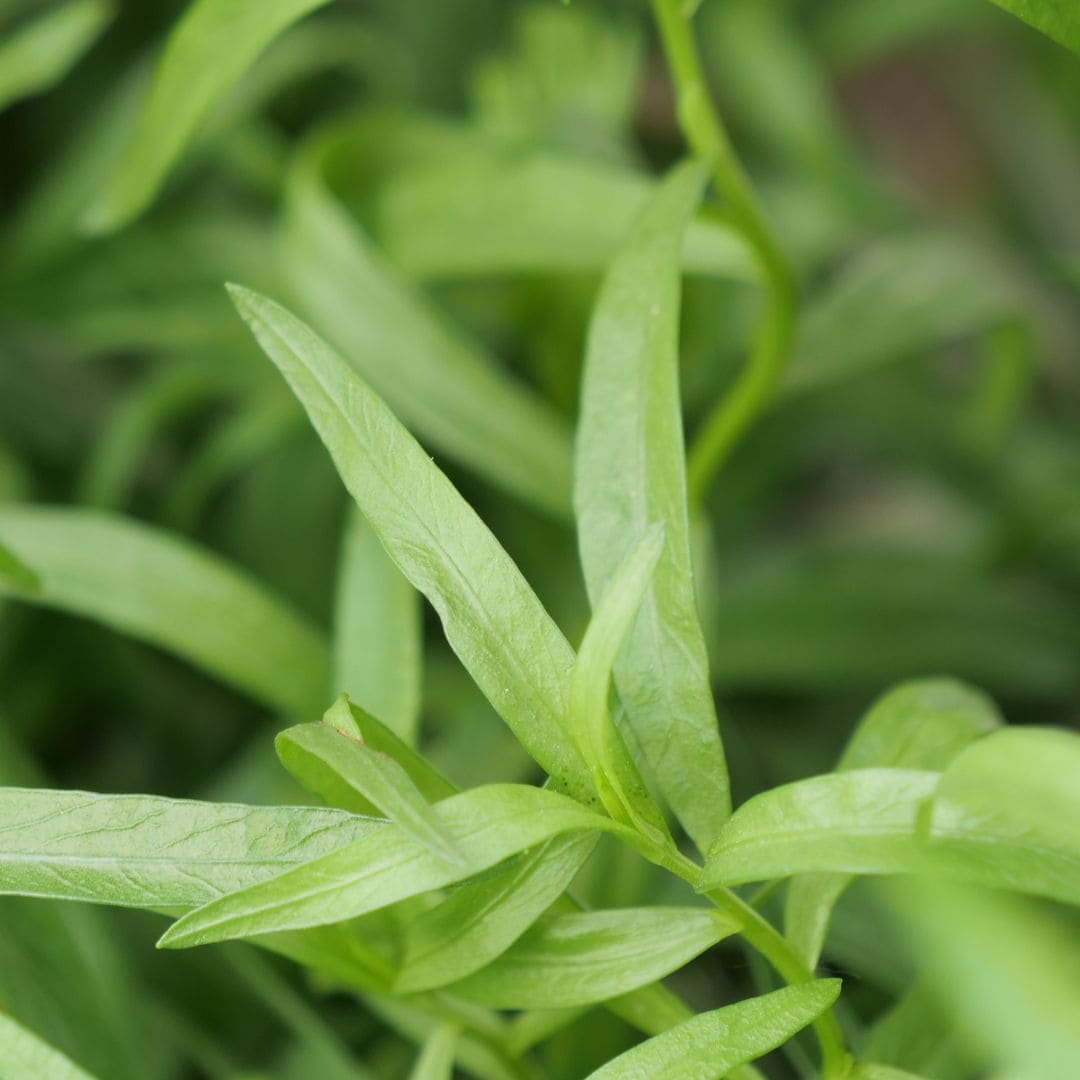Découvrir les bienfaits de l'estragon plante aromatique facile à cultiver