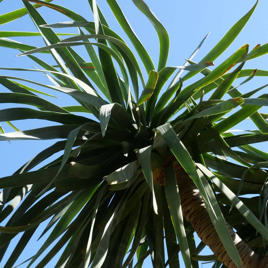 Dragonnier des Canaries Dracaena draco monde vegetal