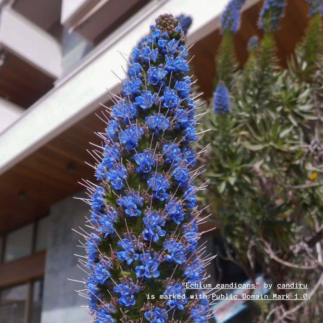 Fleurs de Vipérine de Madère à planter monde végétal