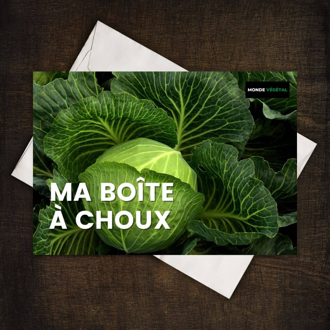 GRAINEBOX ma boîte à choux de collection de monde vegetal