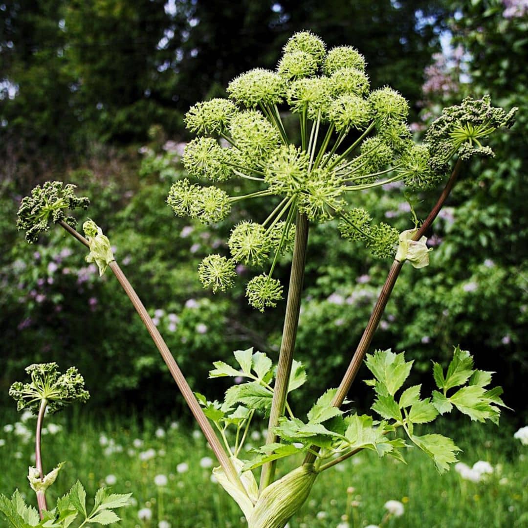 GRAINES-Angelique Officinale Angelica archangelica monde vegetal