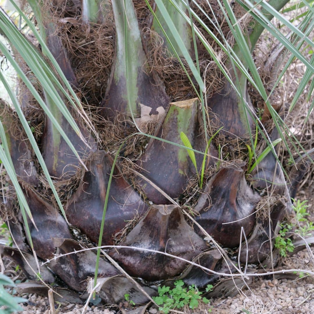 GRAINES - Cocotier du Chili Jubaea chilensis monde végétal palmiers rustiques