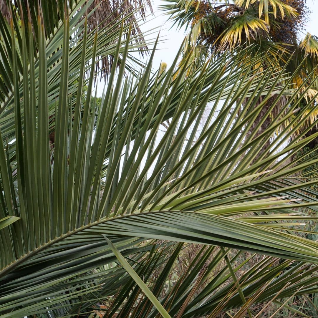 GRAINES - Cocotier du Chili Jubaea chilensis monde végétal palmiers rustiques qui tiennent le gel