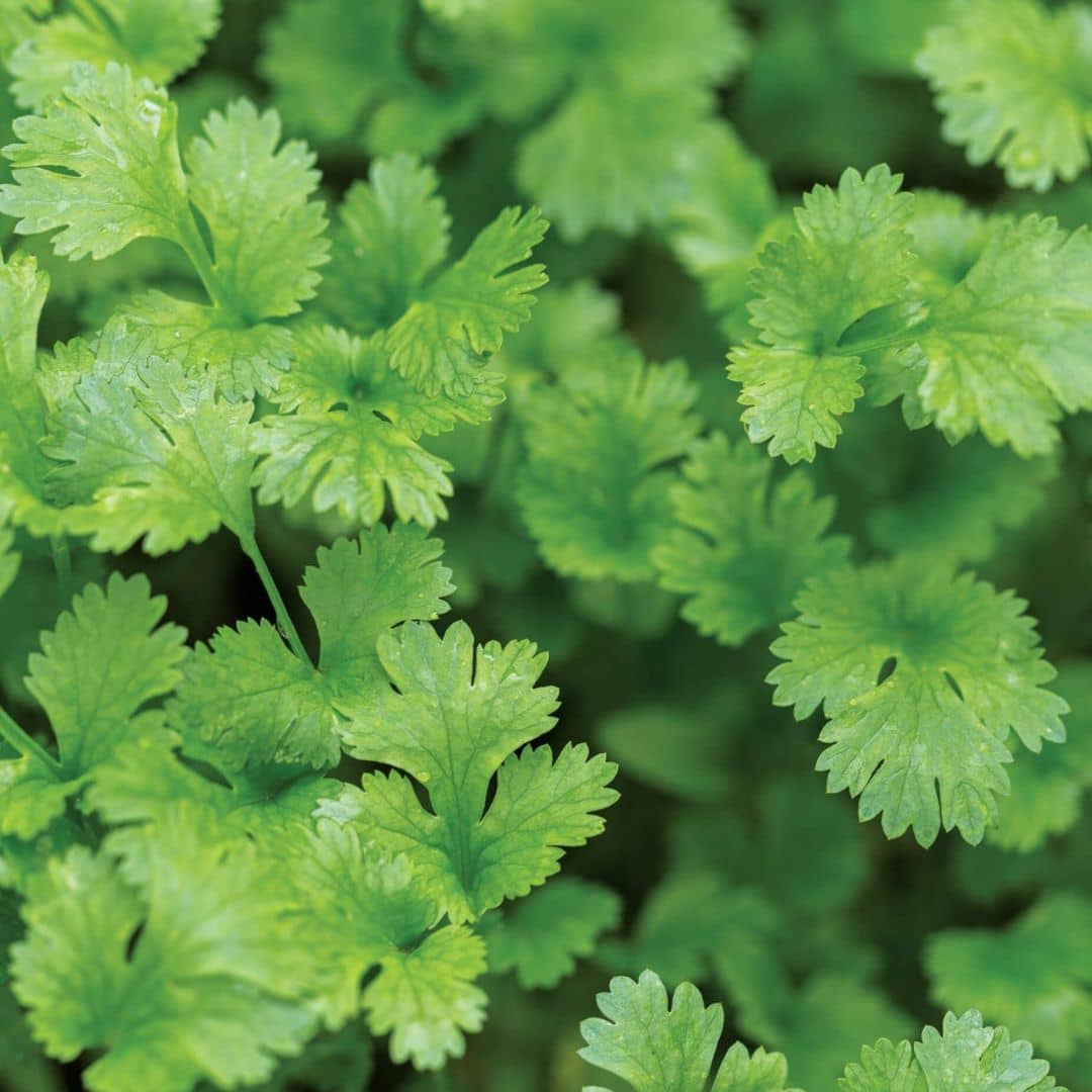 GRAINES - Coriandre (Coriandrum sativum)