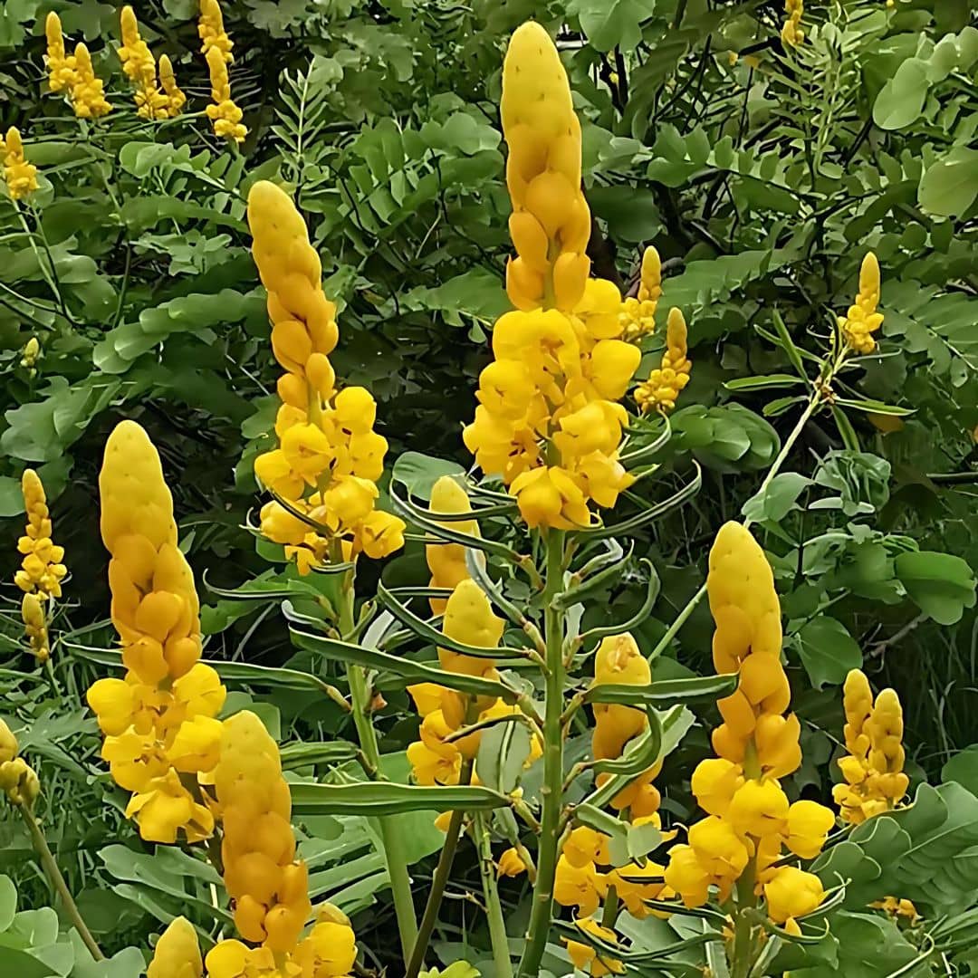 GRAINES - Dartrier Senna alata plantes rares monde végétal