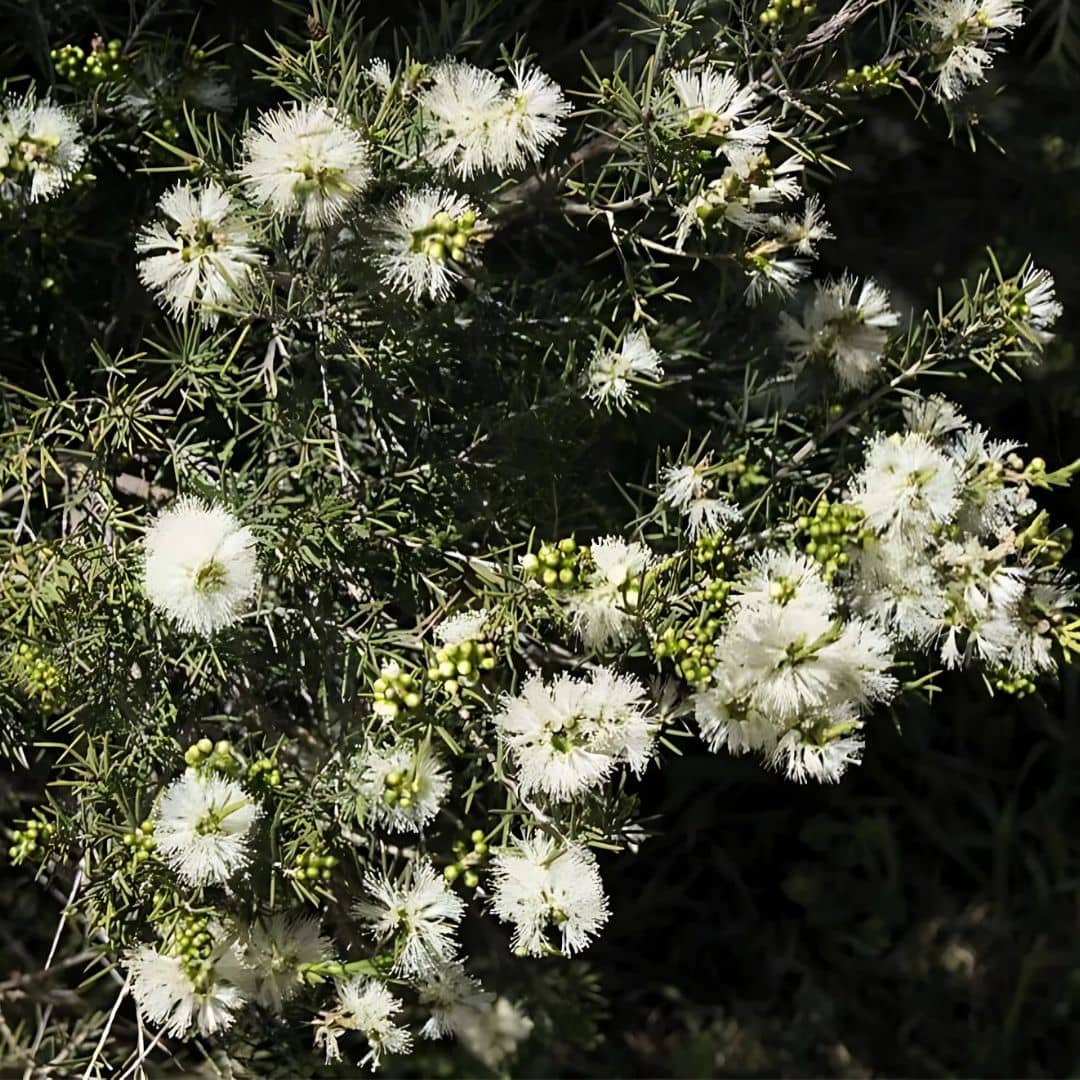 GRAINES - Myrte à Miel Melaleuca acuminata arbustes rares monde végétal