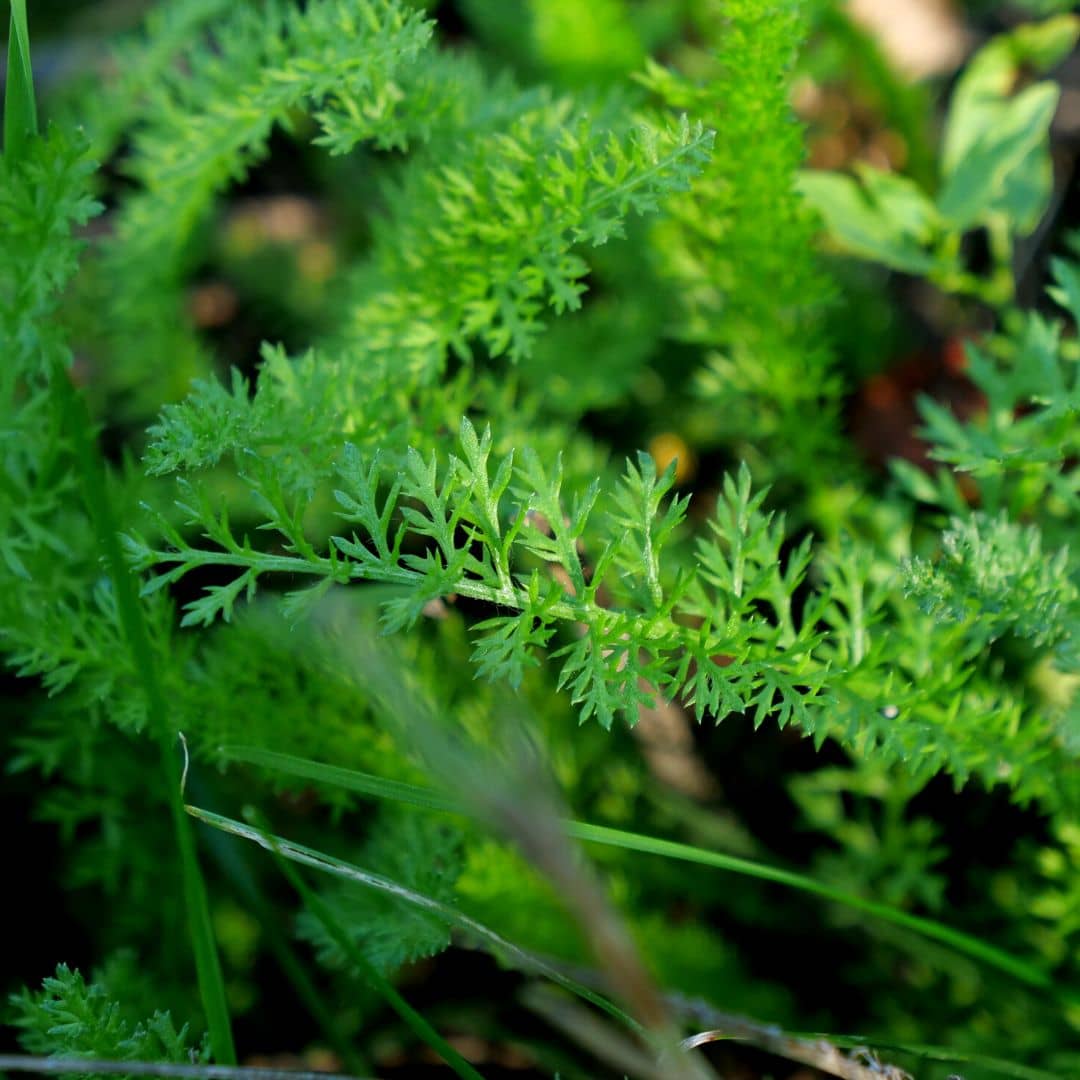 GRAINES - Achillée Millefeuille (Achillea millefolium)