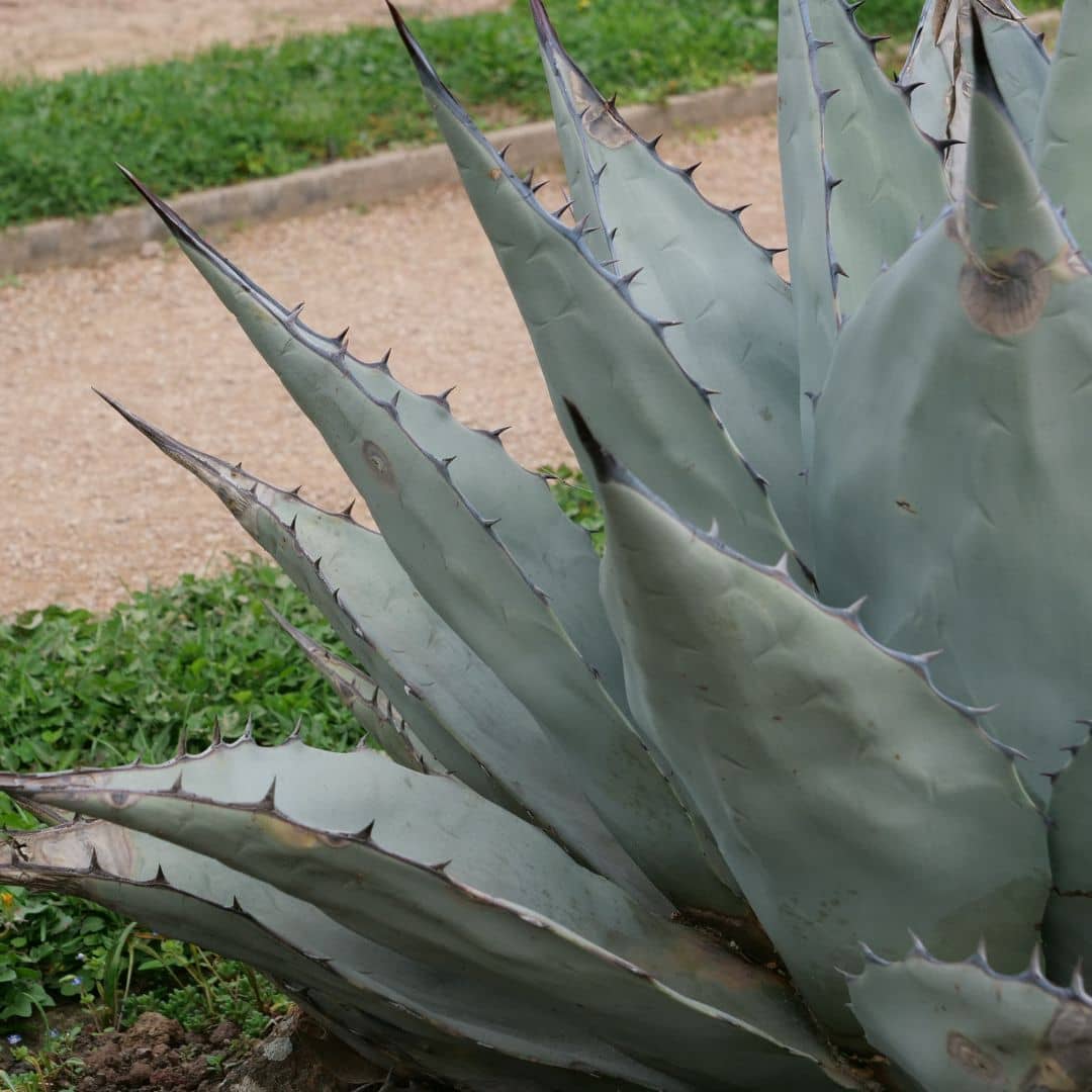 GRAINES Agave de Havard Agave havardiana monde végétal variétés d'agaves rares