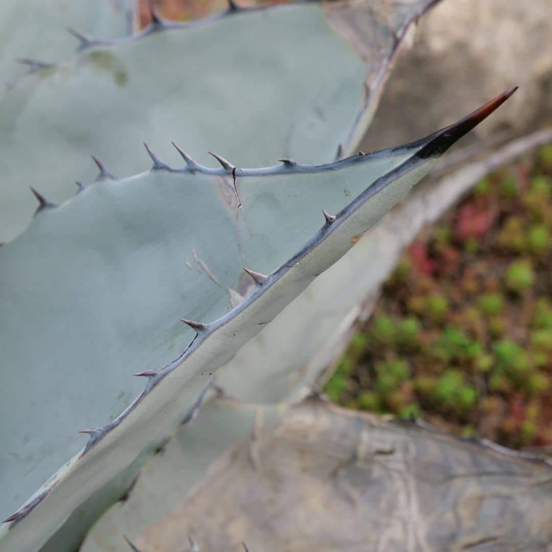 GRAINES Agave de Havard Agave havardiana monde végétal zoom épines