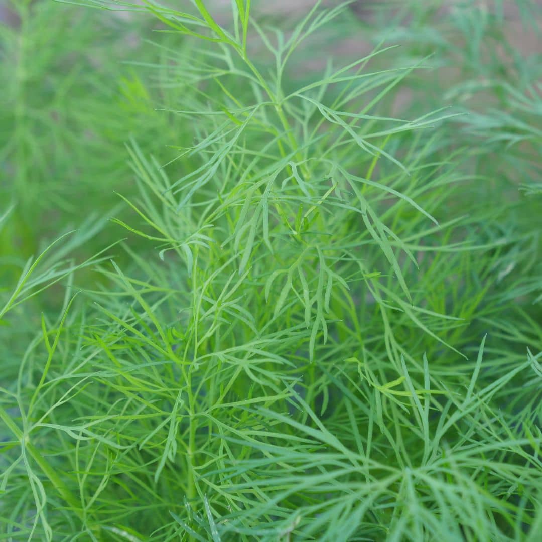graines d'aneth anethum graveolens plantes aromatiques monde végétal