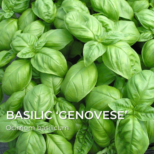 GRAINES BASILIC ‘GENOVESE’ Ocimum basilicum monde végétal semences et graines de plantes aromatiques rares