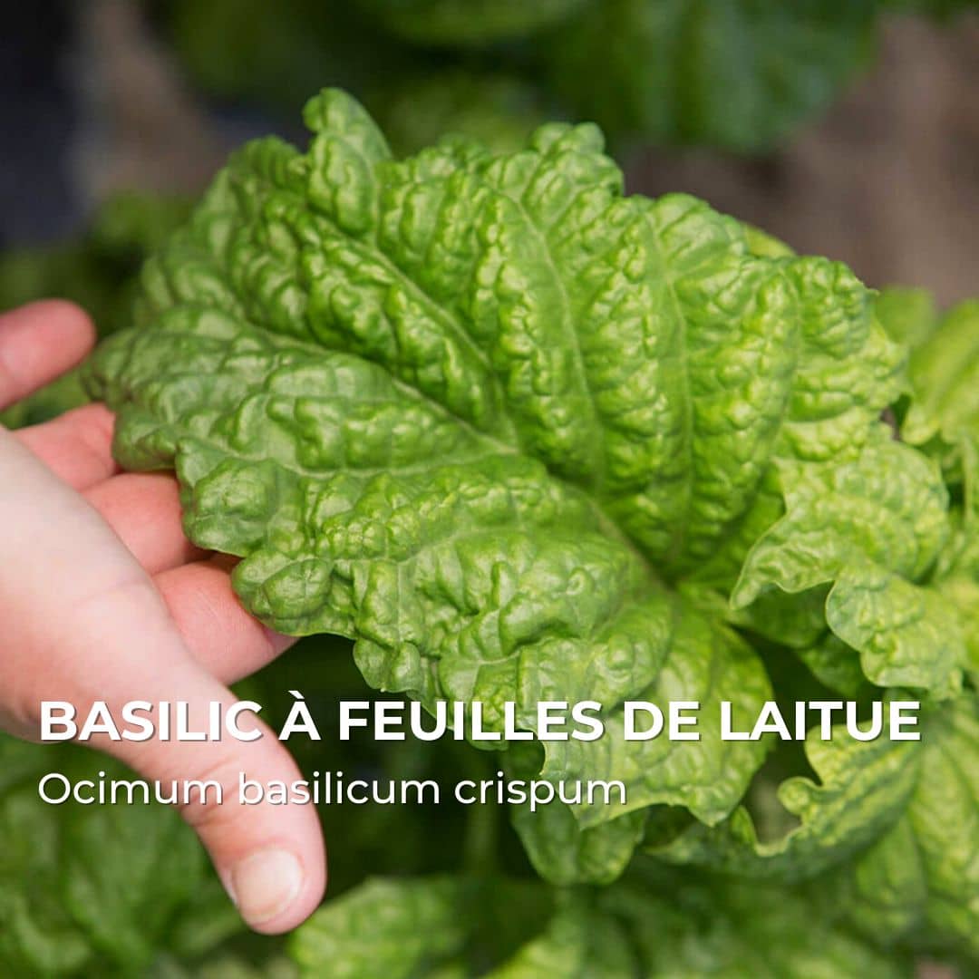 GRAINES - Basilic à feuilles de laitue (Ocimum basilicum var. crispum)