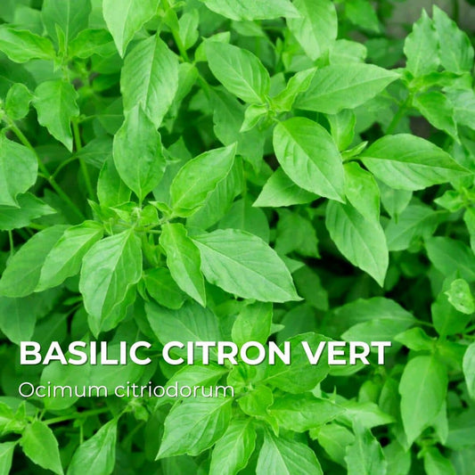 graines de basilic citron vert ocimum basilicum lime monde végétal