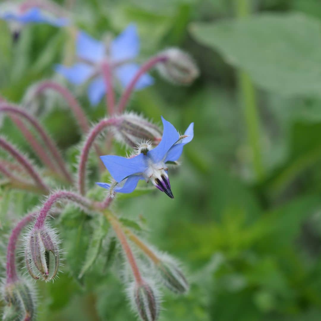 GRAINES - Bourrache officinale (Borago officinalis)