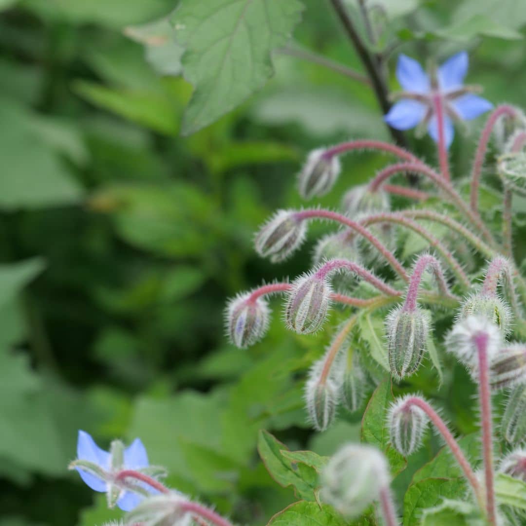 GRAINES - Bourrache officinale (Borago officinalis)