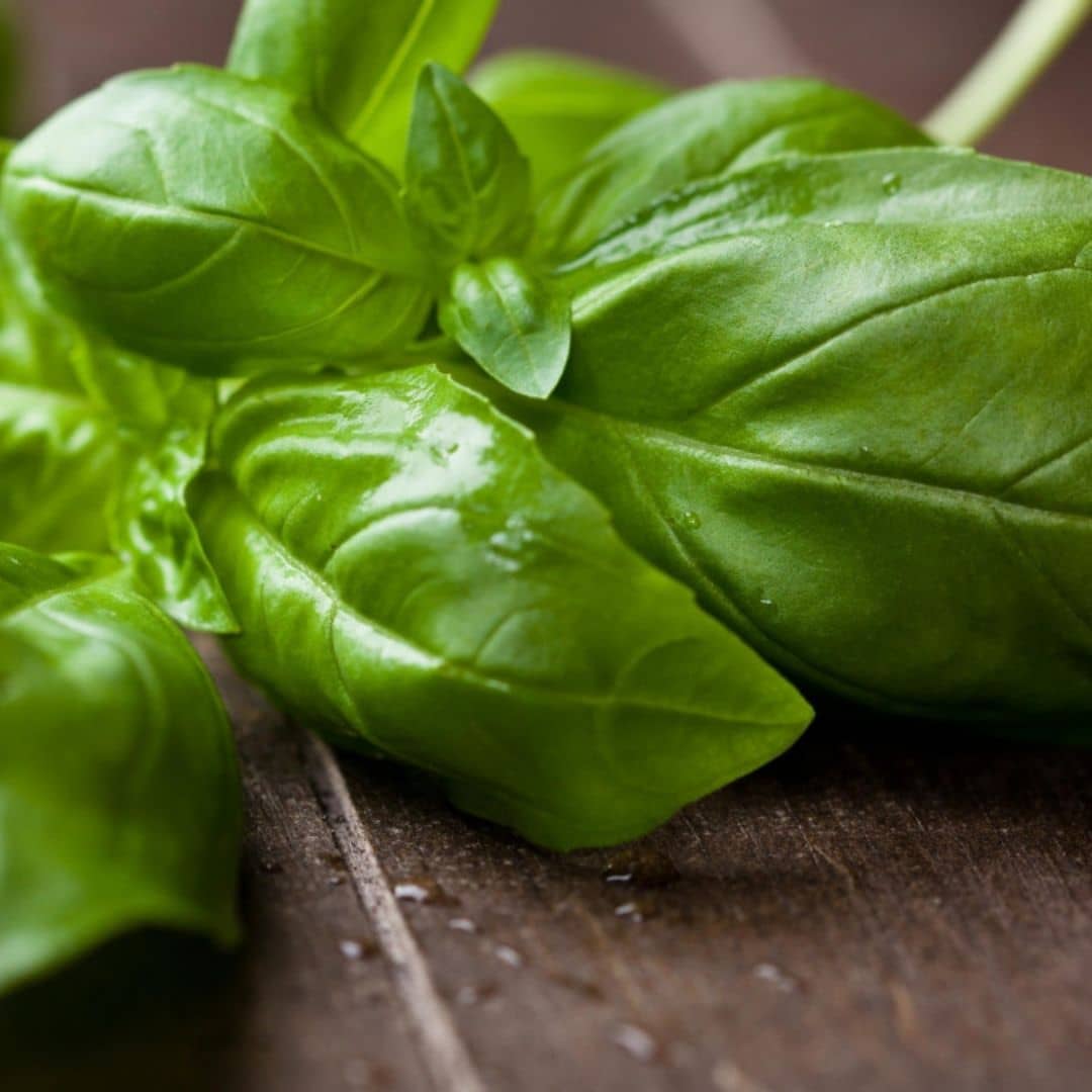 graines de basilic genovese ocimum basilicum monde végétal