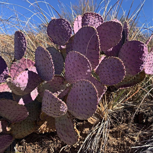 GRAINES - Cactus Violet (Opuntia santa-rita)