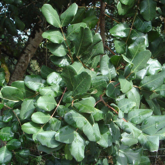 GRAINES - Caroubier (Ceratonia siliqua)