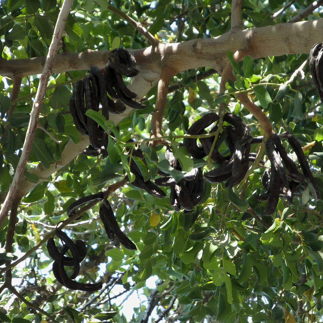 GRAINES Ceratonia siliqua Caroubier arbres fruitiers rares monde végétal