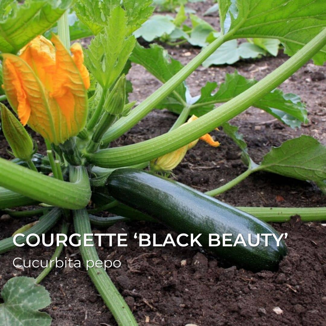 GRAINES - Courgette 'Black beauty' (Cucurbita pepo)