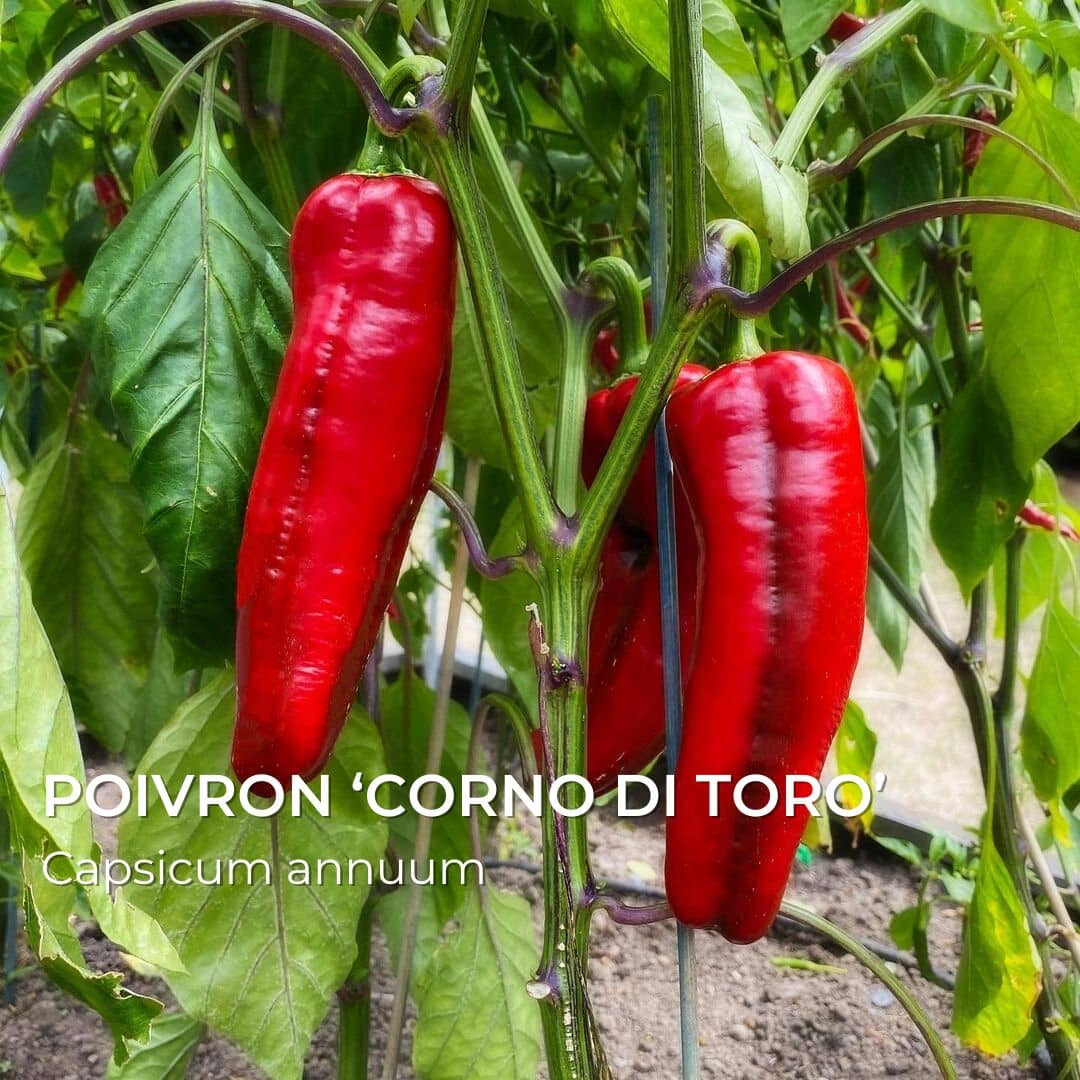GRAINES - Poivron 'Corno di Toro' (Capsicum annuum)