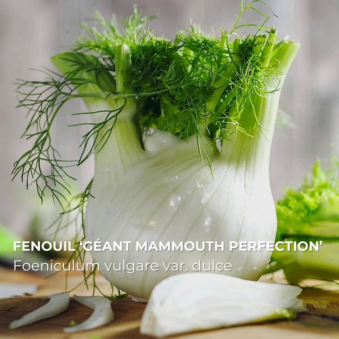 GRAINES Fenouil ‘géant mammouth perfection’ (Foeniculum vulgare var. dulce)