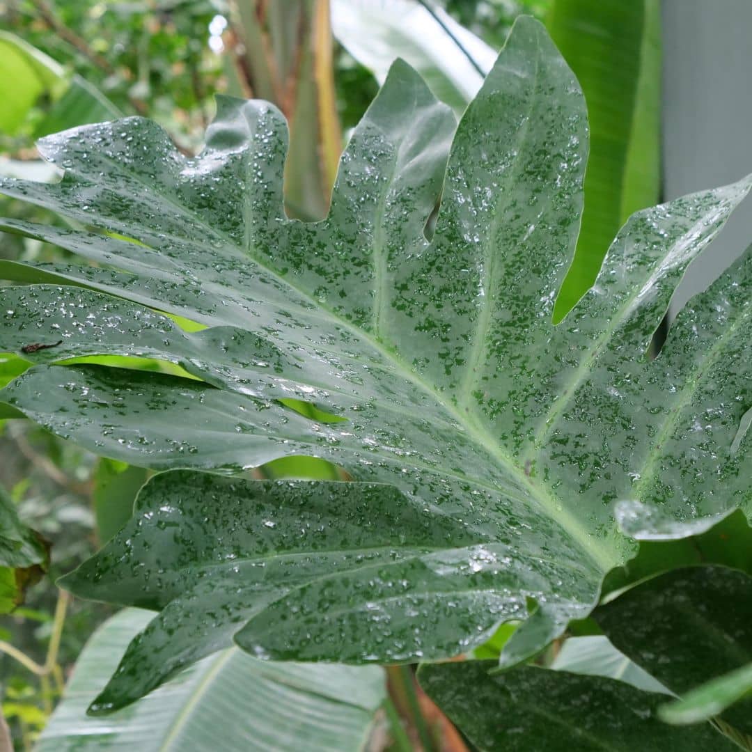 GRAINES Thaumatophyllum bipinnatifidum Philodendron Selloum rustique Monde Végétal