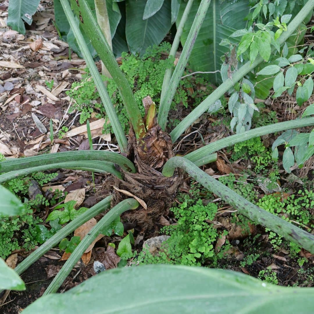GRAINES Thaumatophyllum bipinnatifidum Selloum
