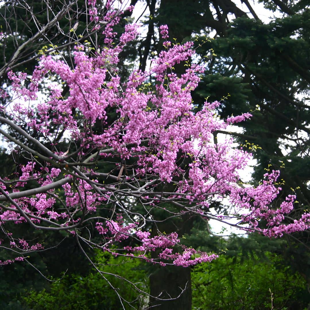 Graines cercis canadensis gainier du canada comment semer et cultiver monde végétal