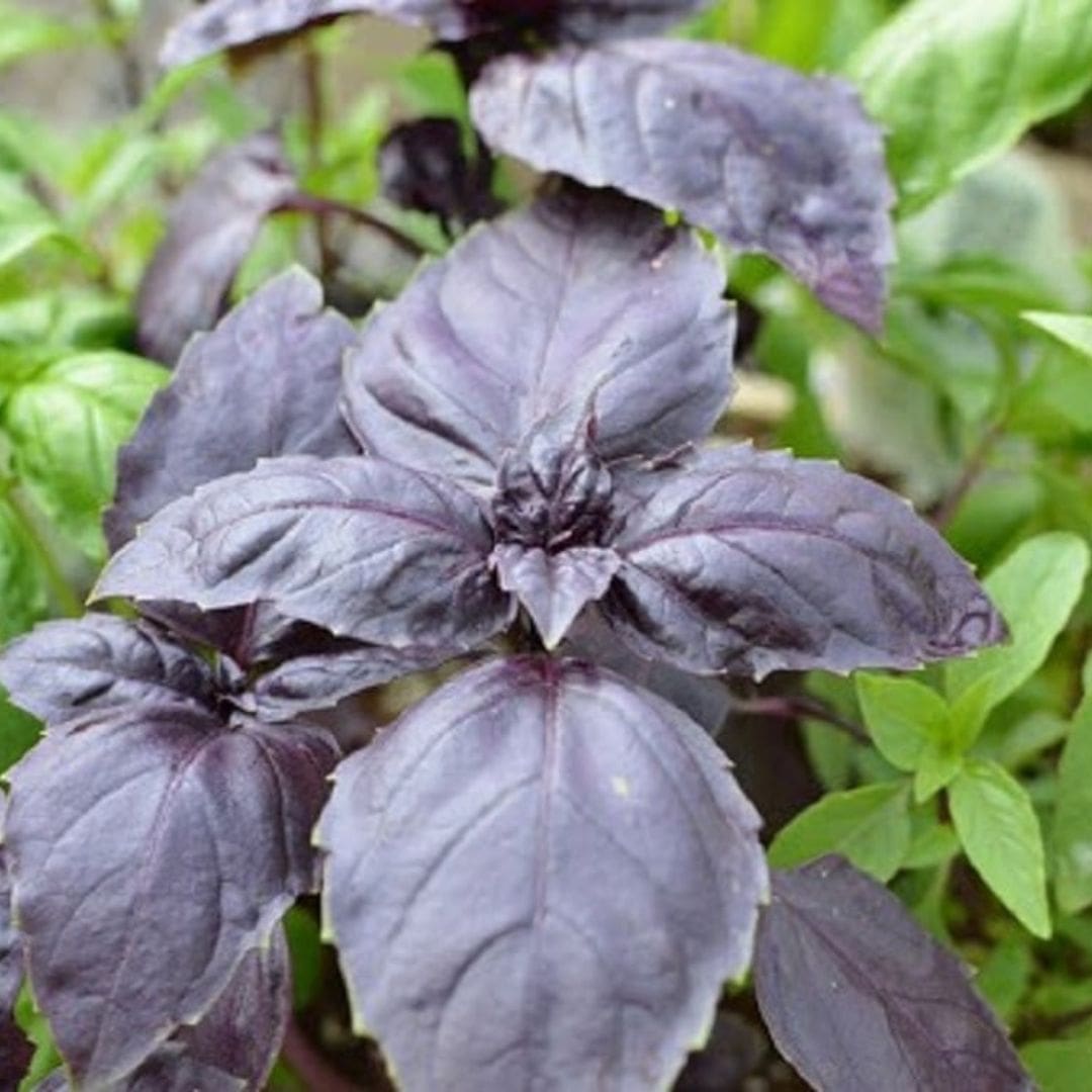 GRAINES - Basilic Rouge (Ocimum basilicum 'Rouge Osmin')